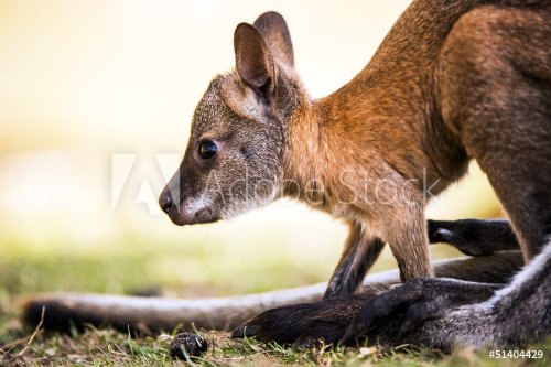 Baby Wallaby - 901139363