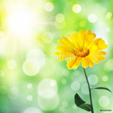 background with flower - 900723675