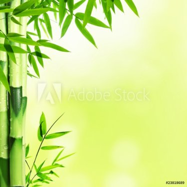 Bamboo - 900031755