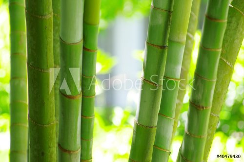 Bamboo - 900323216