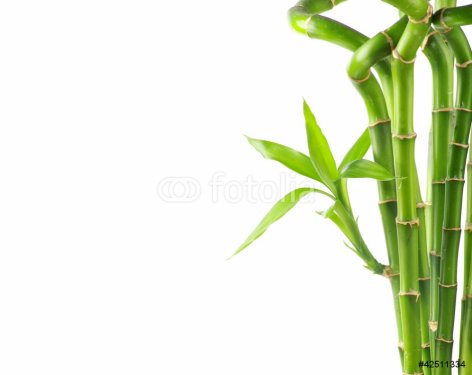 Bamboo - 900453538