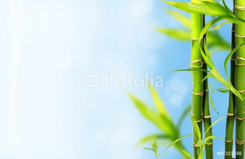 Bamboo background - 900072091