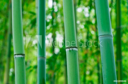Bamboo Forest - 900458103