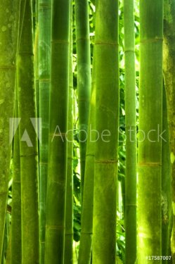 Bamboo forest - 901142681