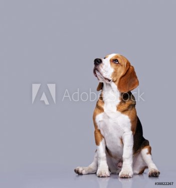 Beagle dog isolated on grey background