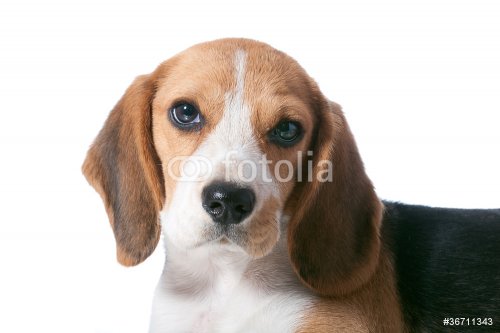 beagle puppy - 900738608