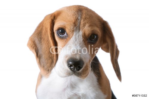 beagle puppy - 900738609