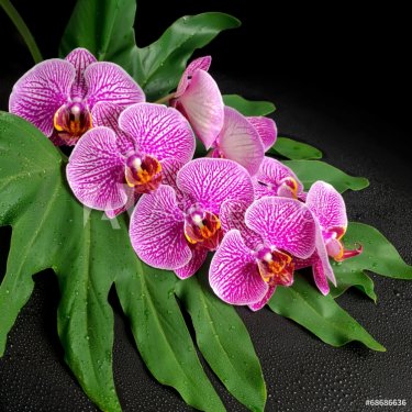 Beautiful blooming twig of stripped violet orchid (phalaenopsis - 901142875