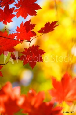 beautiful bright autumn season - 900048745