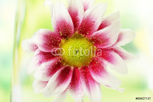Beautiful chrysanthemum in sparkling water, close-up - 901142913