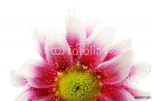 Beautiful chrysanthemum in sparkling water, isolated on white - 901142914