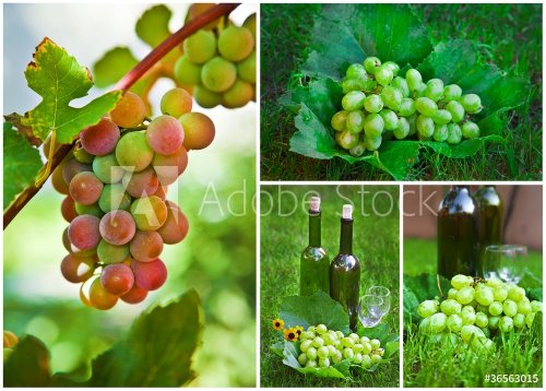 Beautiful Grapes Collage - 901142338