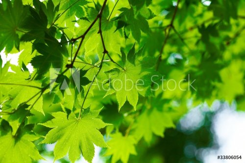 Beautiful green leaves - 901139589