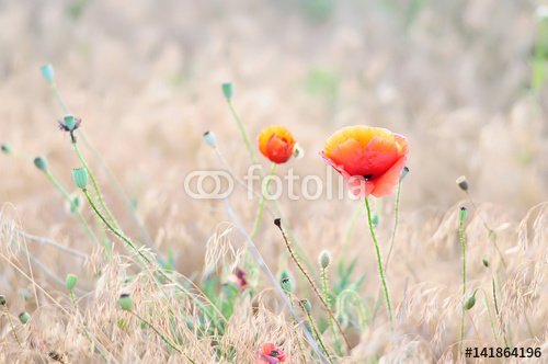 Beautiful poppy flower in a meadow. Gentle sunlight.
