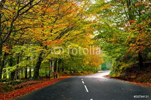 Beautiful road - 901139849