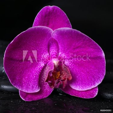 Beautiful spa concept  of deep purple orchid (phalaenopsis) on z