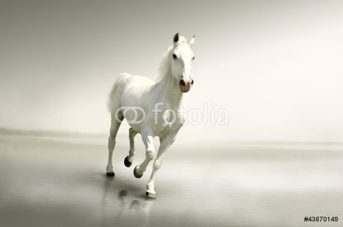 Beautiful white horse in motion - 900567660