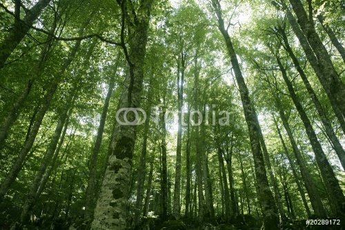 Beech green magic forest woods - 900439778