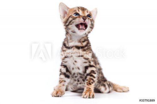 Bengal cat on white background - 900437020