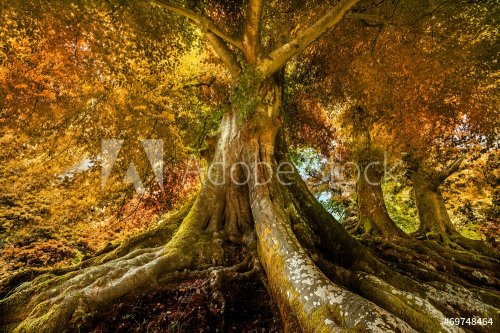 big old tree in autumn time - 901142808