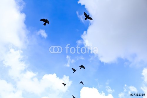 bird in the sky - 900143504