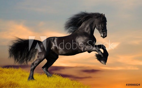 Black Friesian horse gallops in sunset