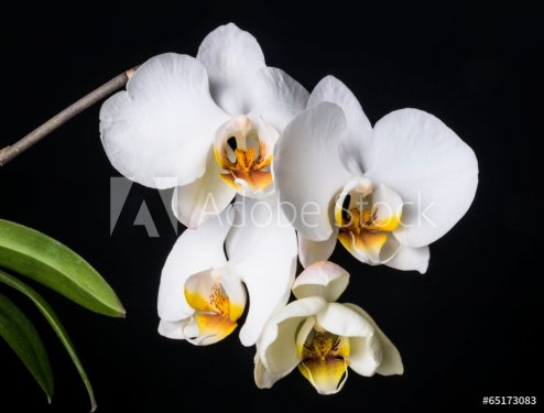 Blooming beautiful white orchid on the black background - 901142872
