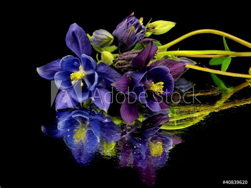 blue columbine - aquilegia flowers