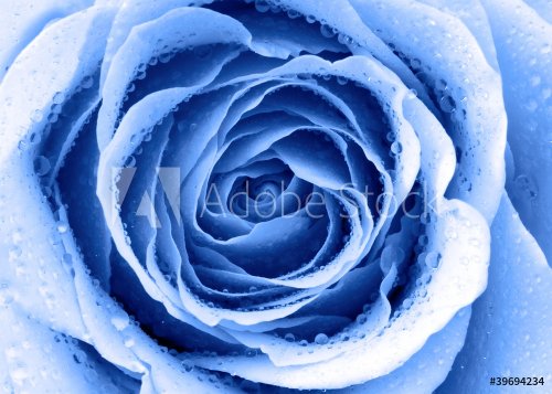 blue rose - 901139896