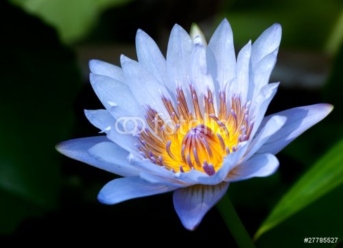 blue water lily - 901142672