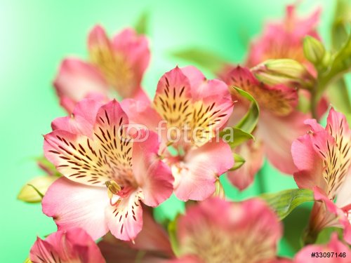 bouquet of spring flowers - 900634906