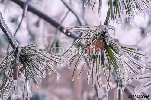 Branches of pine with cones covered with ice. Winter beautiful natural look.
