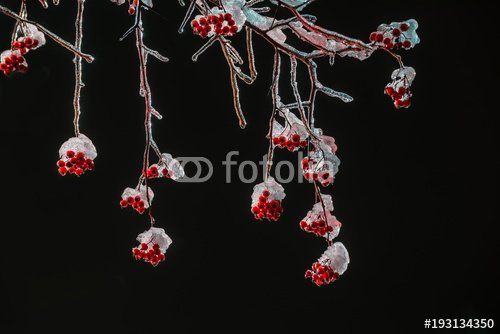 Branches with red berries covered with ice on a black natural background.
