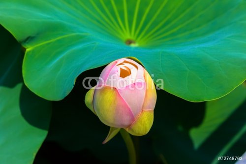 Bud of the white lotus flower and blue sky - 901143386