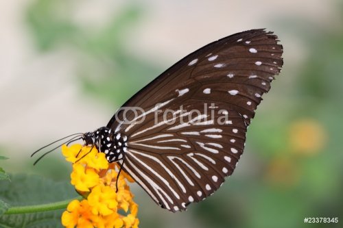 Butterfly - 901138088