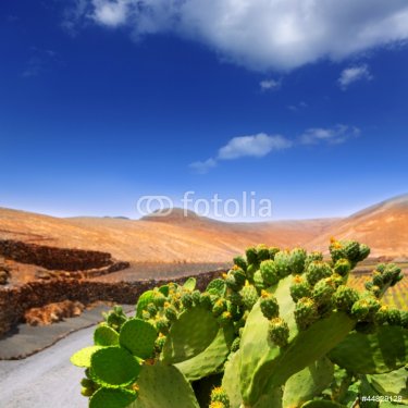 Cactus Nopal in Lanzarote Orzola with mountains - 900812179