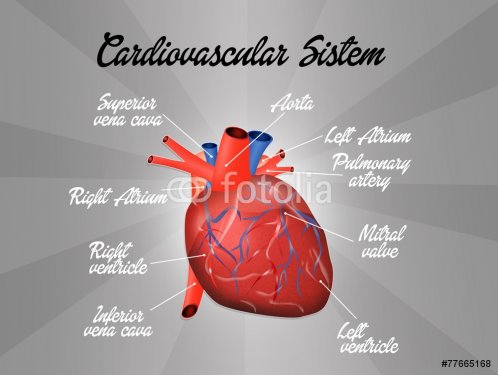 Cardiovascular system - 901145774