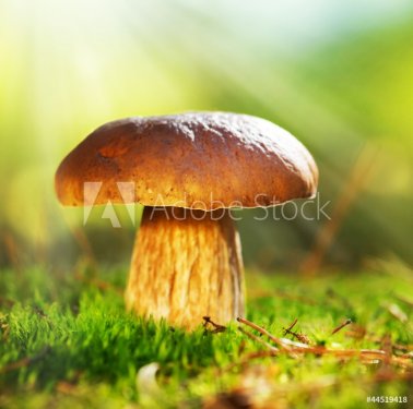 Cep Mushroom Growing in Autumn Forest. Boletus - 900659161