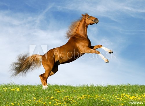 Chestnut Bavarian horse gallops in field - 901144342