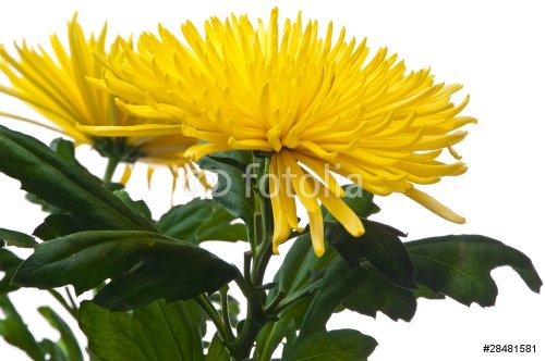 Chrysanthemum - 901142228