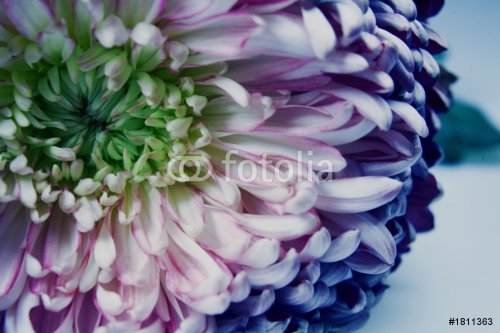 chrysanthemum - 901149287