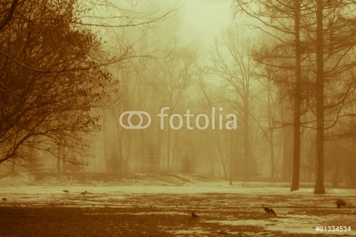 City Park in the fog - 901146495