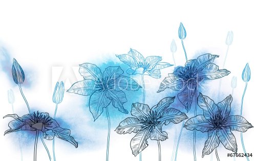 Clematis flowers on watercolor background - 901142677