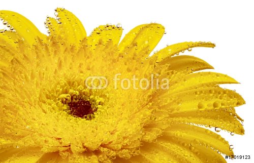 close up view of yellow daisy - 900636469
