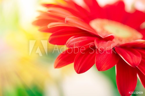 Closeup of red daisy-gerbera with waterdrops