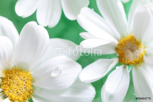 Closeup of white daisy petals