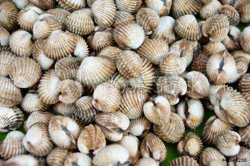 Cockles at the market - 901141247