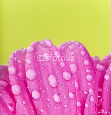 Colored gerber flower