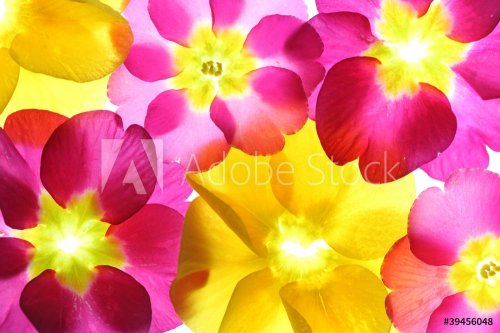 Colorful flower petal closeup - 901100975
