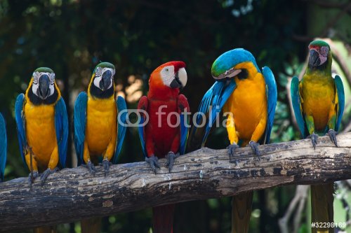 Colorful Macaw - 900033918